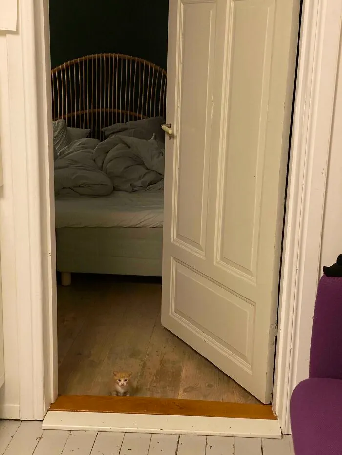 Old Photo Of My Cat. Can You Find Her?