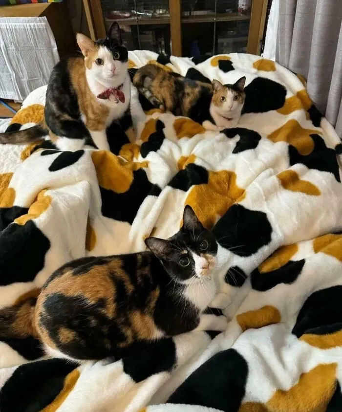 Just A Cool Blanket