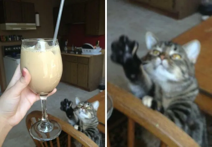 Photobombed By My Own Cat