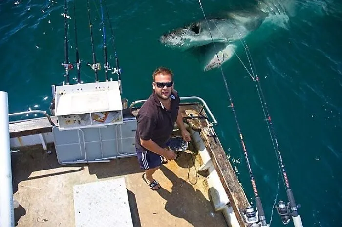 Shark Photobomb