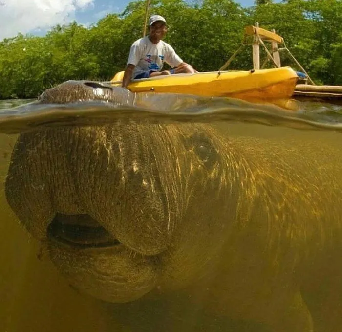 Manatee Photobombing