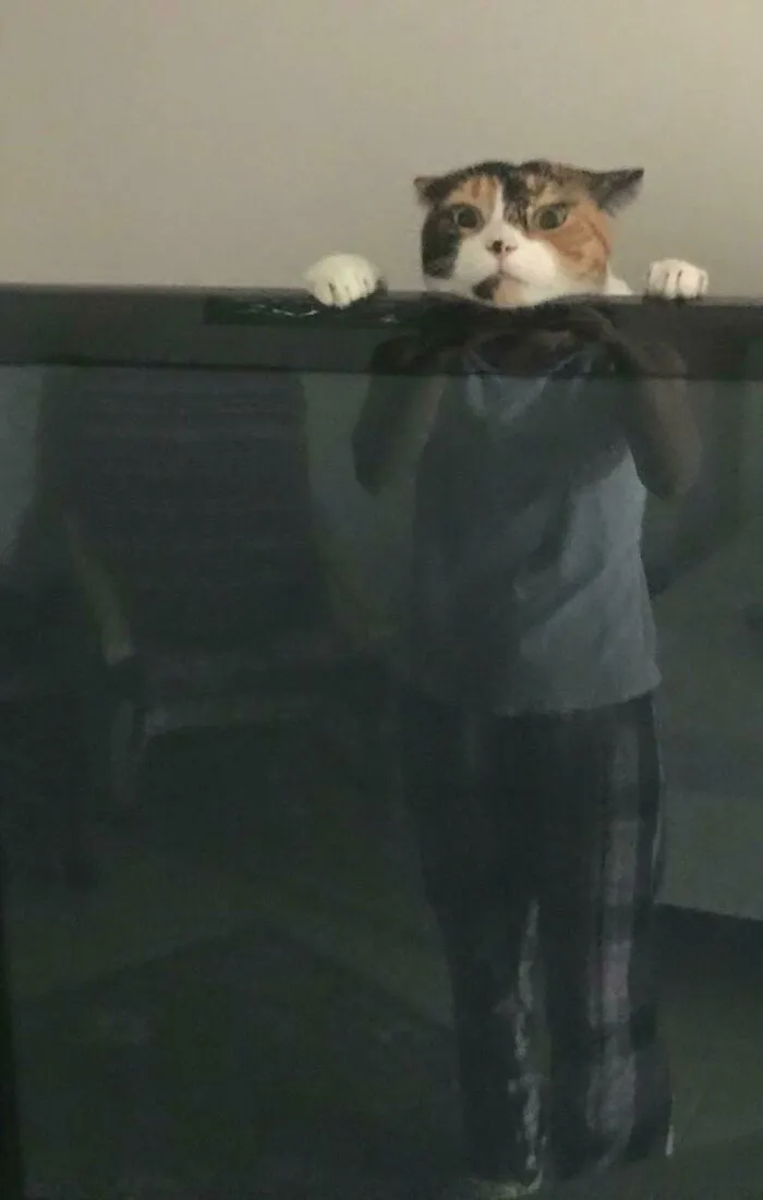 My Wife Just Texted Me This Picture Of Our Cat Playing Behind The TV