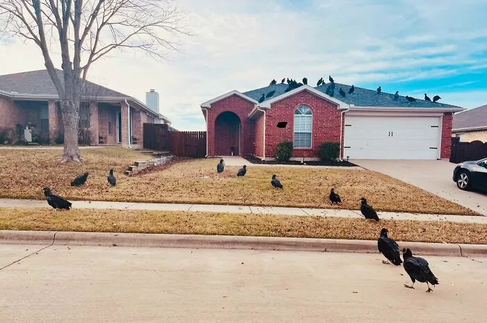 30 Vultures Chillin On My Neighbors Roof This Morning. Not Ominous At All
