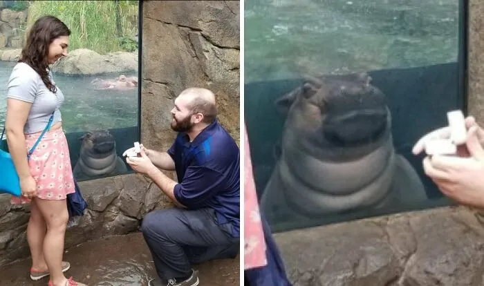Baby Hippo Photobombing This Couple's Engagement Photo