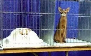 Cats Make The World A Better Place Just By Existing And These 50 Pics Prove It