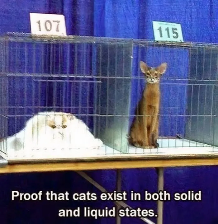 Cats Make The World A Better Place Just By Existing And These 50 Pics Prove It
