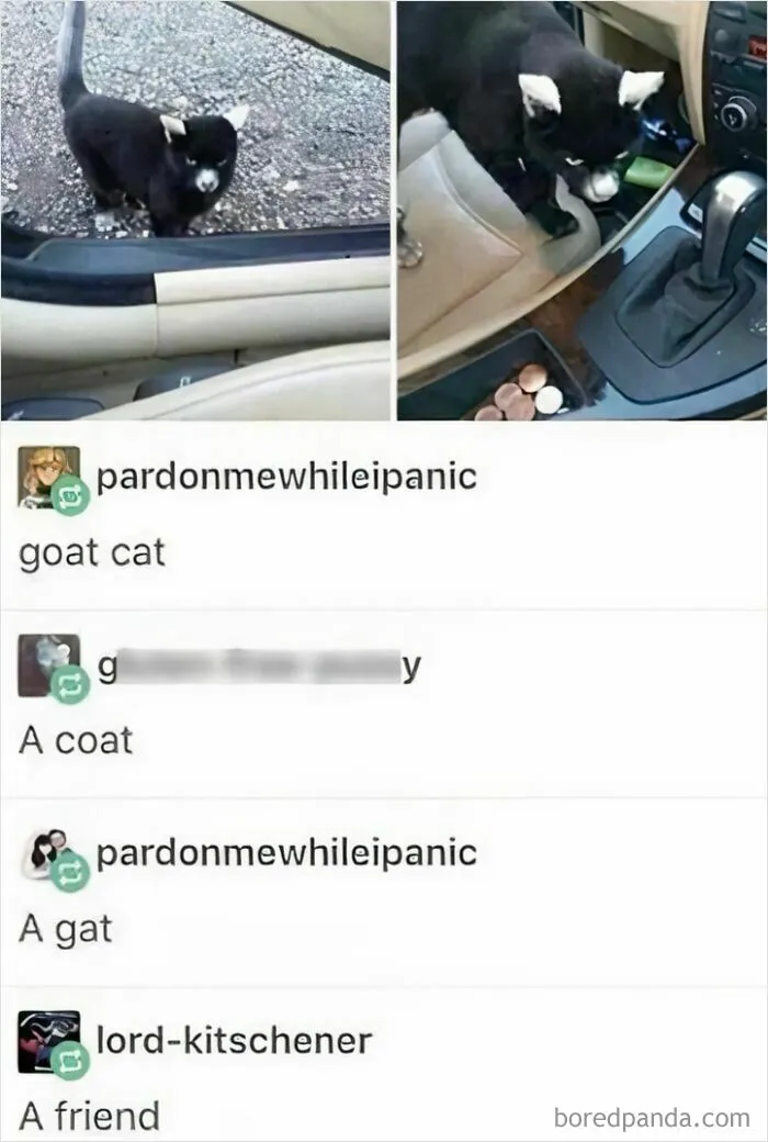 Black kitten exploring inside and outside a car, showing goofy and unaware cat behavior in a humorous setting.