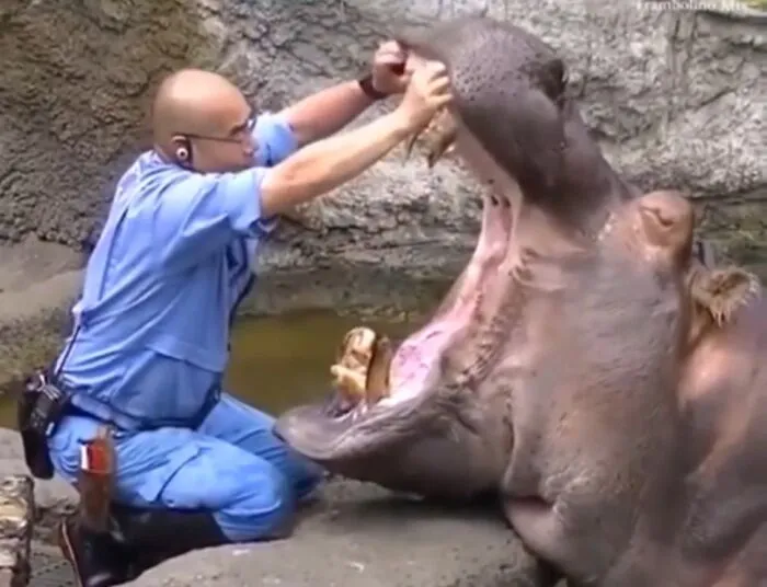 Hippo Dentist At Work