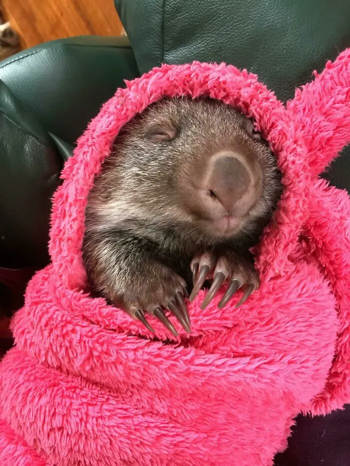 Happy Sleeping Baby Wombat