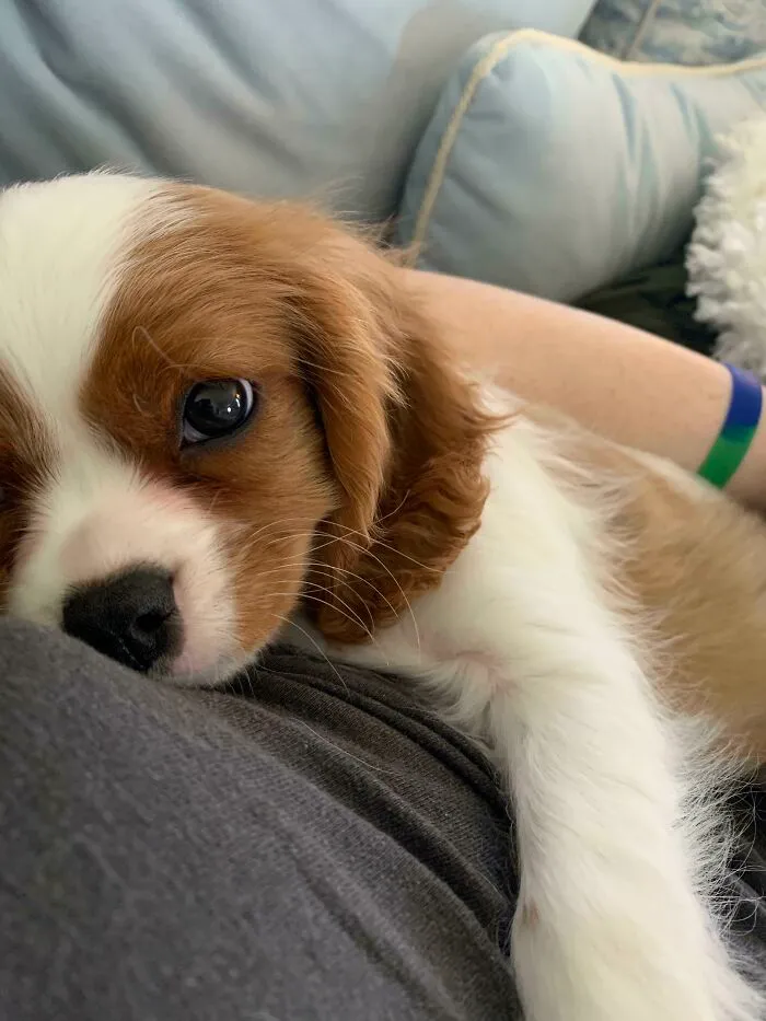 Close-up of a cute baby animal puppy resting on a person, showcasing adorable and heartwarming baby animal moments.