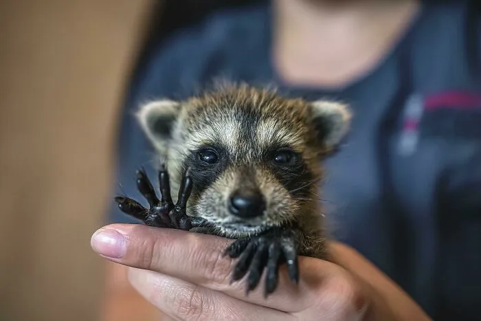 Close-up of a cute baby raccoon held gently in hands, showcasing adorable features of a cute baby animal pic.