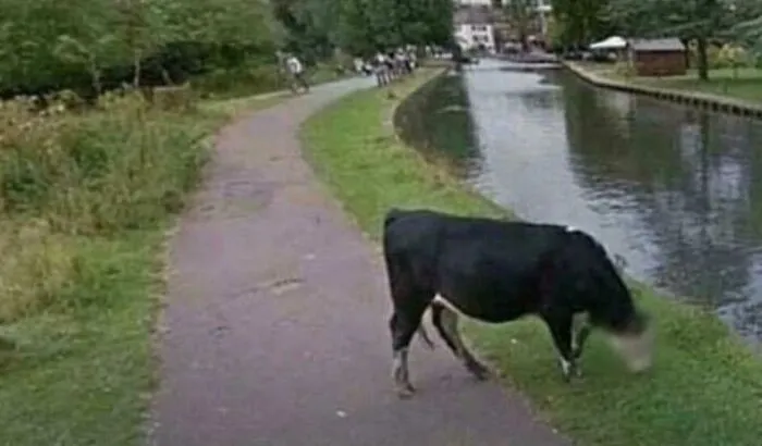 I'm Glad Google Is Taking Cow Privacy Seriously