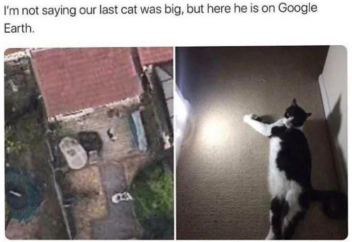 Google Cat, Defender Of The Earth, Warning To Extra-Terrestrials