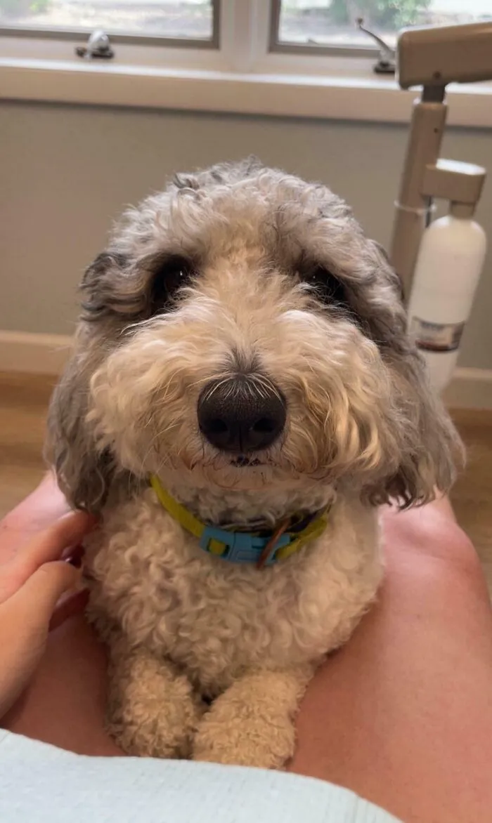 My Dentist Office Has A Therapy Dog That Will Sit With You If You Are Feeling Nervous