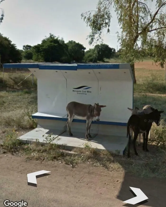 Donkeys Waiting For A Bus In Botswana
