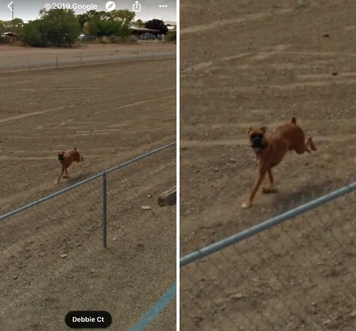 My Dog Passed Away A Few Years Ago, But When I Look At Google Maps, She’s Still There Chasing The Street Car