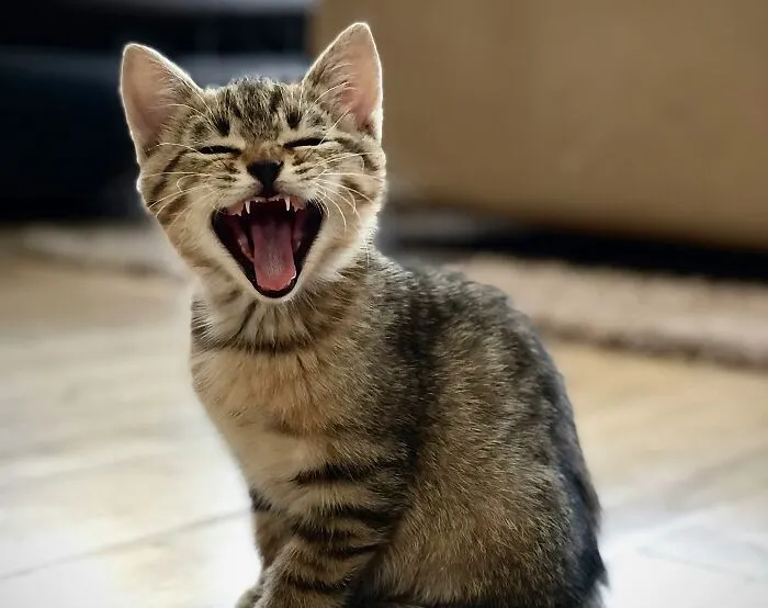 Vikings Gave Kittens To New Brides