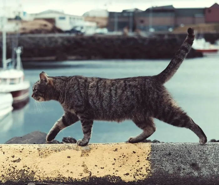 Vikings Took Cats On Their Travels