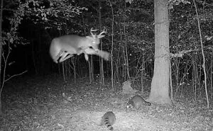 50 Times Trail Cameras Captured What Animals Get Up To When Nobody Is Looking