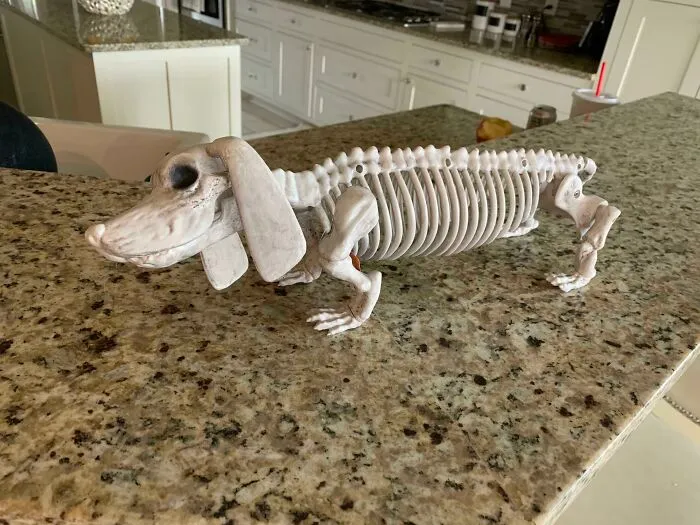 Bought This For Our Halloween Family Skeleton Setup Because It Looks Exactly Like My Sweet Dachshund. She Unexpectedly Passed The Next Day