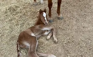50 Baby Animals That Are So Cute, Your Brain Might Not Comprehend How It’s Possible