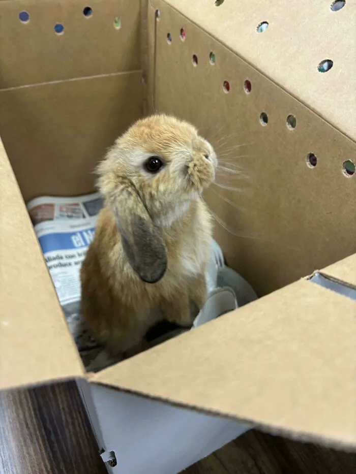 Look At This Adorable Shelter Bunny