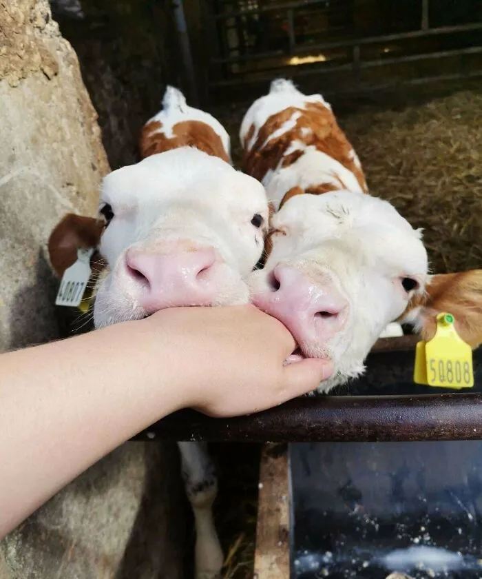 Two cute baby calves gently nibbling on a person's hand in a barn in an adorable baby animal moment.