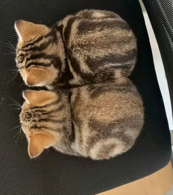 Ctrl C + Ctrl V