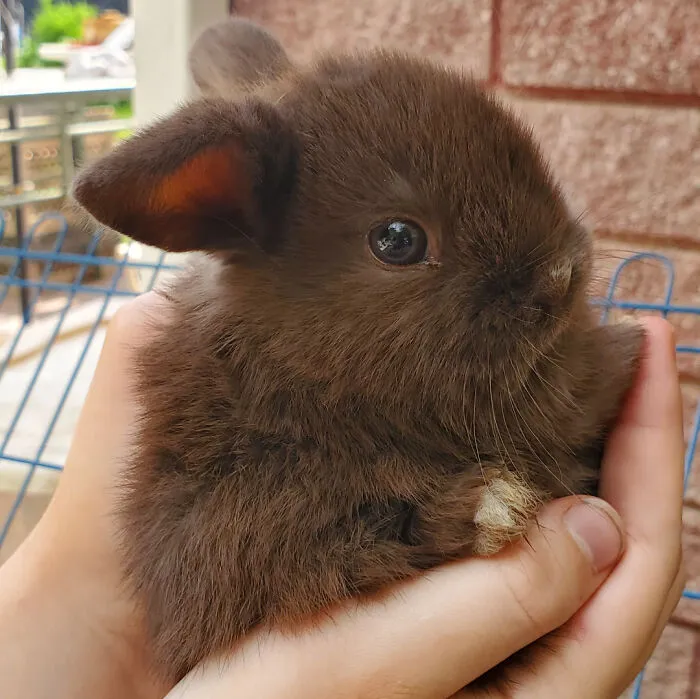 Close-up of an adorable brown baby rabbit being gently held, one of the cutest baby animal pics inspiring an aww reaction.