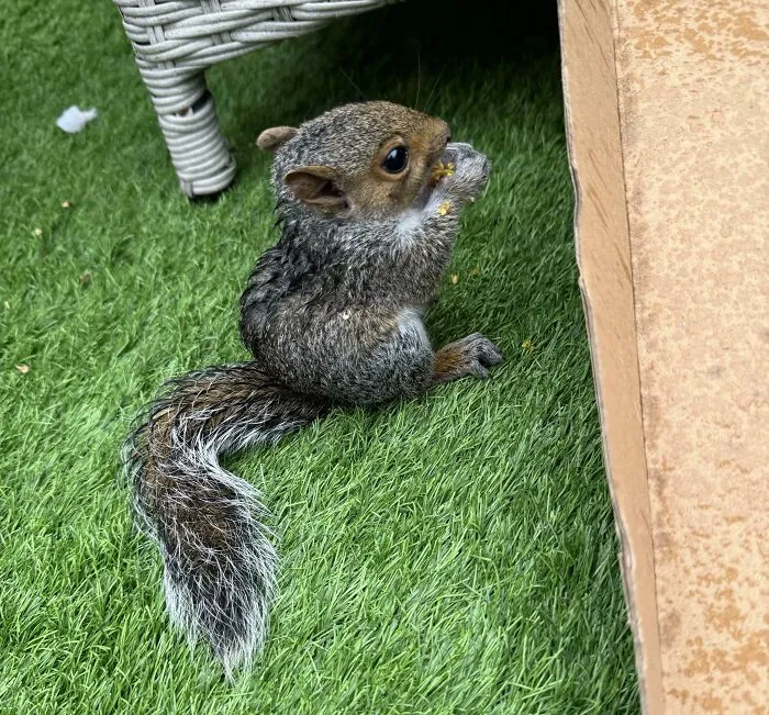 Baby squirrel sitting on grass, munching on food, showcasing one of the cutest baby animal pics that inspire aww reactions.