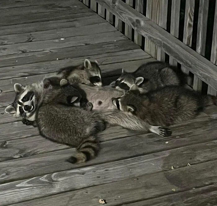 Group of cute baby raccoons cuddling together on wooden deck in a peaceful night setting.