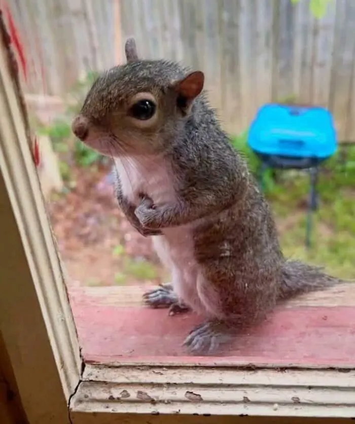 A Baby Squirrel Saved, Now She’s Demanding Peanuts