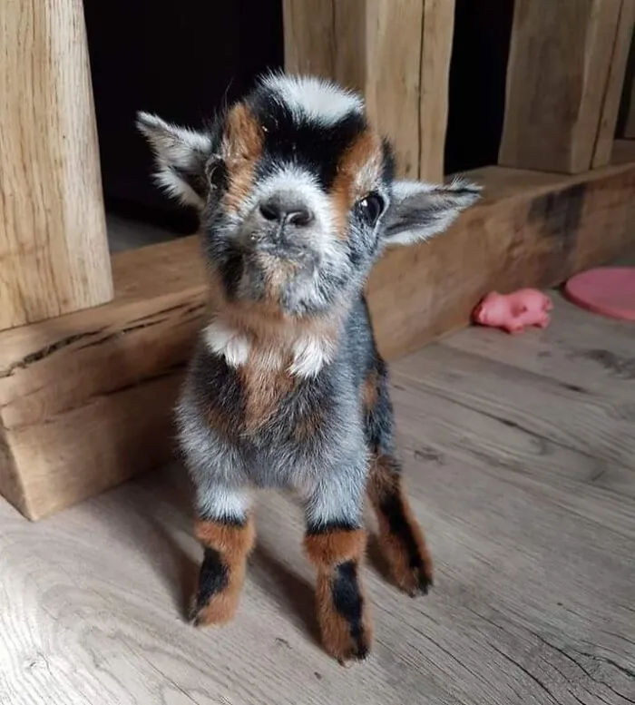 Cute baby animal standing on wooden floor near rustic furniture, showcasing adorable and charming features.