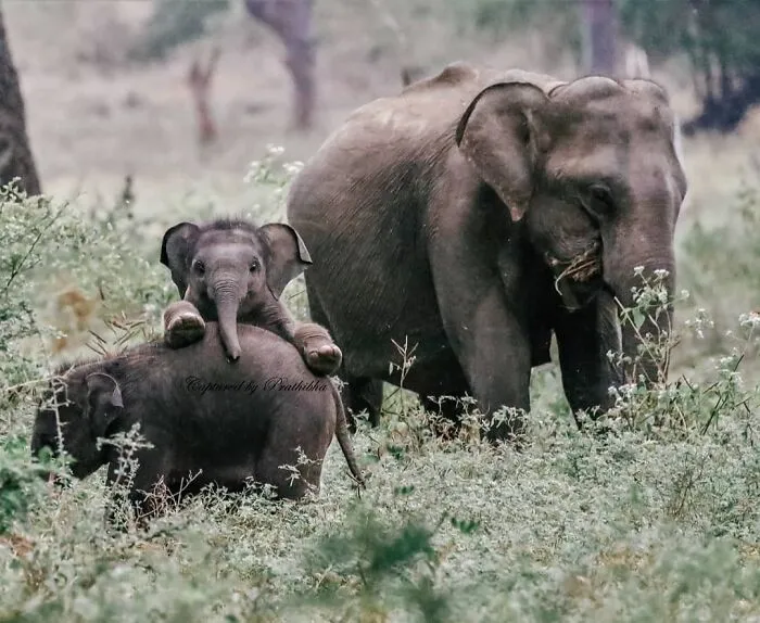 Cutest Baby Elephant