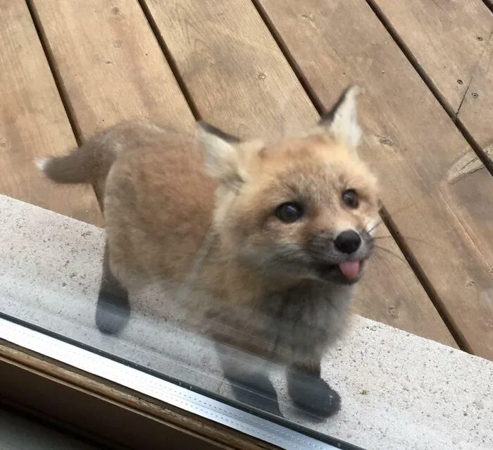 A Baby Fox Showed Up To Say Hi At My Grandmother's House