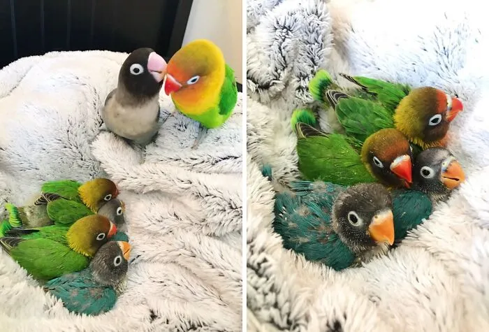 Remember Kiwi & His Goth Girlfriend? Well, Now She's His Goth Wife, And They Have 4 Beautiful Half Goth Babies 