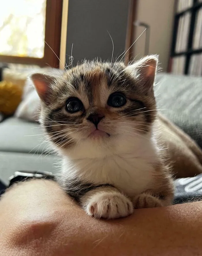 Close-up of a cute baby kitten resting indoors, showcasing adorable features among other cute baby animal pics.