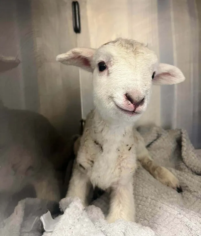 My Coworker Brought Her Day-Old Lamb Into Work