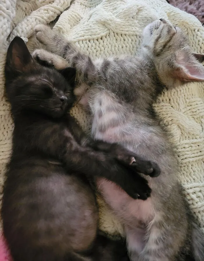 Two cute baby kittens peacefully sleeping together on a soft knitted blanket, showcasing adorable baby animal pics.