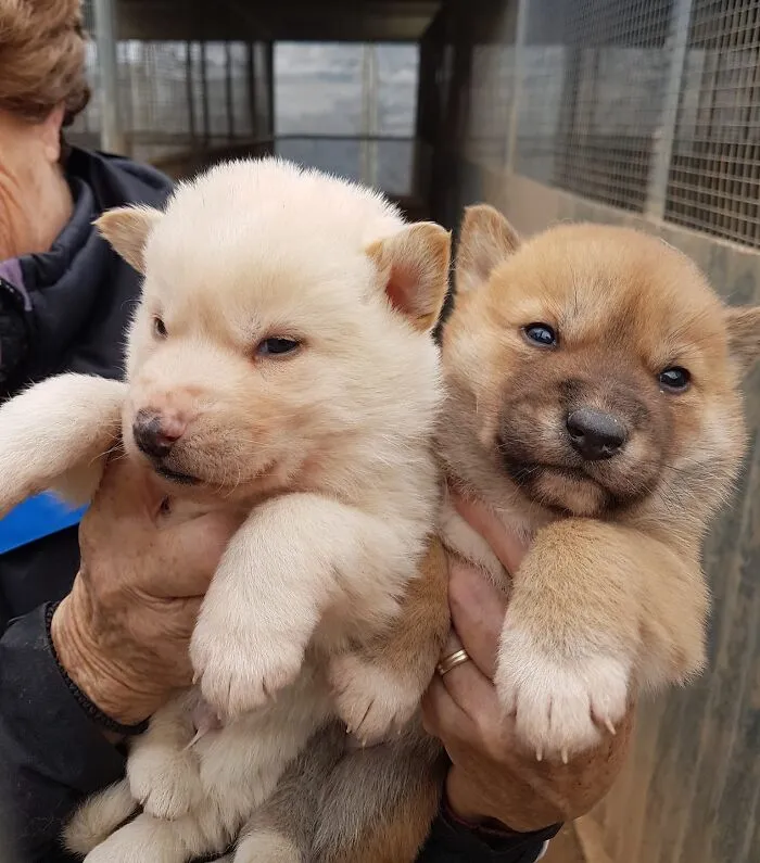 Two adorable baby puppies being held, showcasing the irresistible cuteness of baby animal pics that inspire aww reactions.