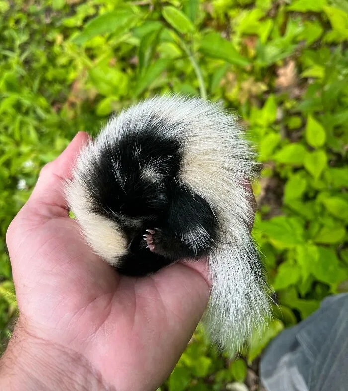 Baby Skunk Fell Asleep In My Hand Yesterday As I Returned It To Its Burrow