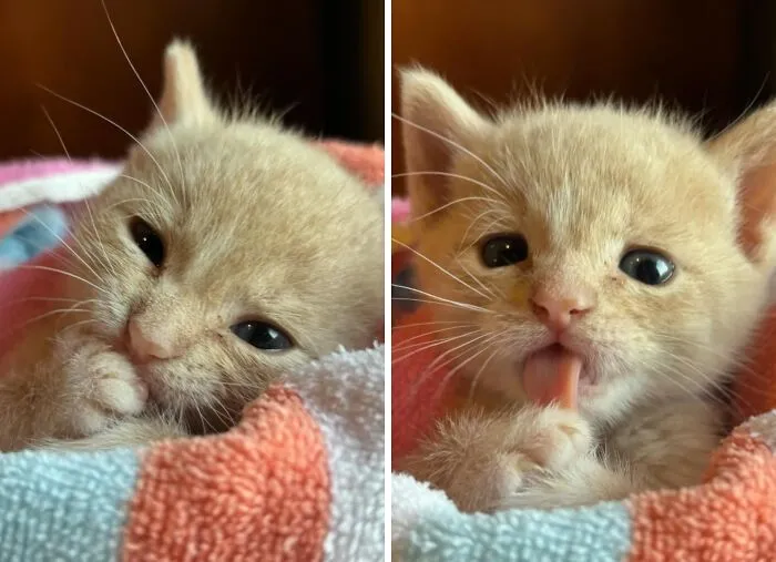 Applesauce, He’s Got Pointy Ears Now