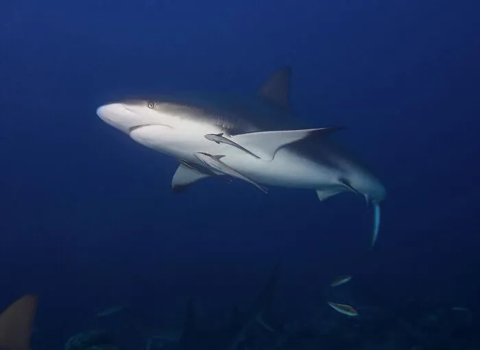 The Giant Cannibal Shark