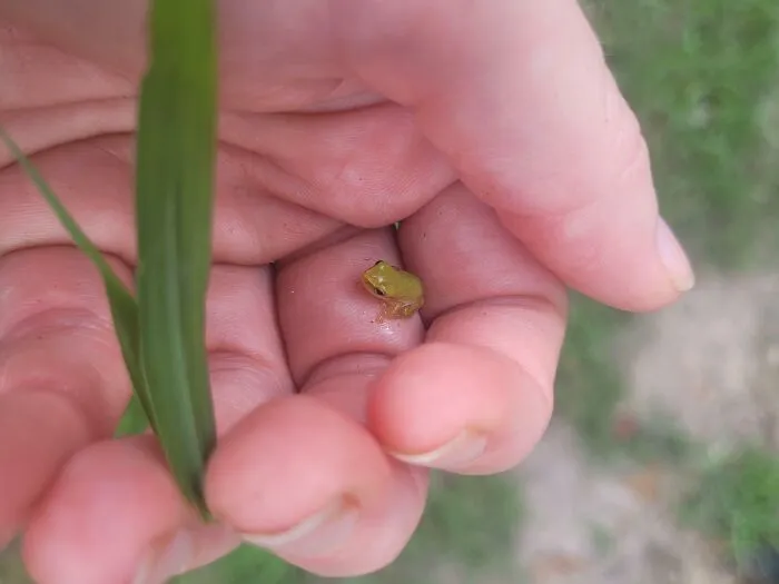Teeny Tiny Itty-Bitty Froggo