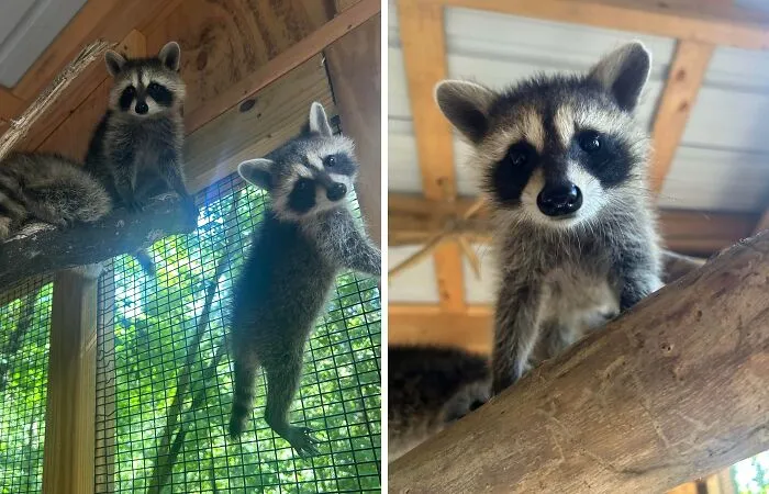 Babies Are Healthy And Hanging Out With New Friends