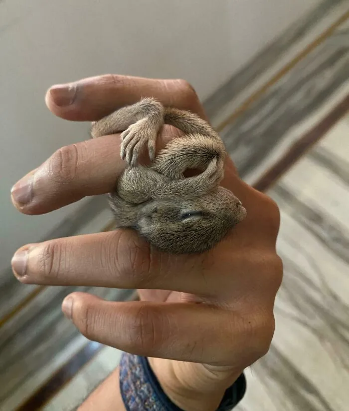 Tiny cute baby animal curled up and sleeping gently on a person's hand, showcasing adorable baby animal charm.