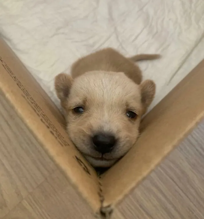 Baby Boy
