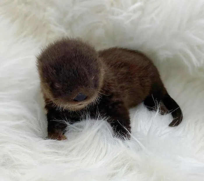 Our Sweet Emmett The Otter