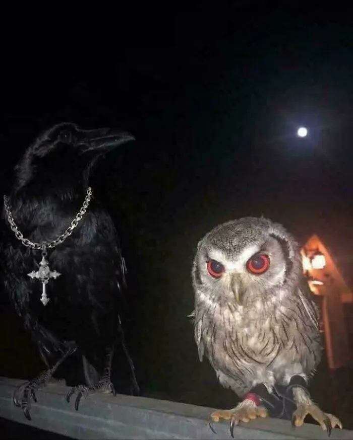 Crow and owl perched at night with crow wearing a chain necklace, funny pictures that go hard for people chuckling.