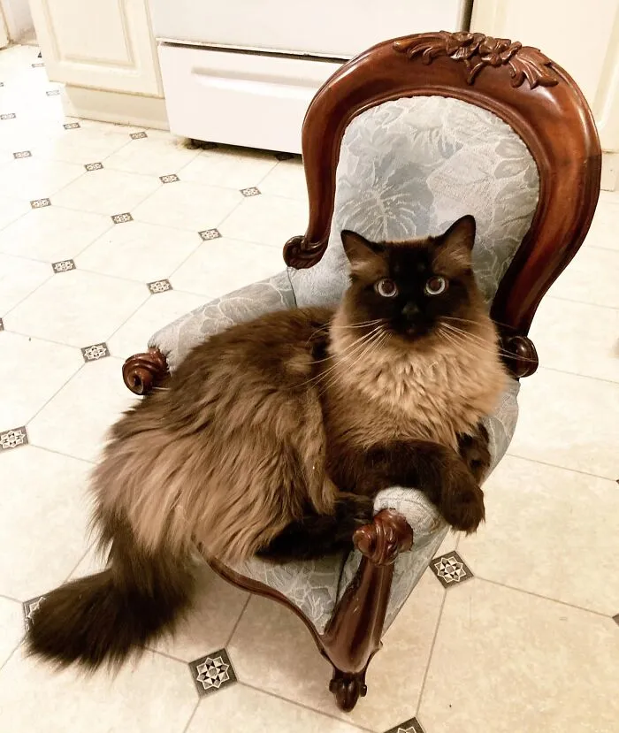 I Found This Fantastic Antique Salesman’s Sample Chair Off Of Facebook Marketplace A Few Months Back. I Knew What I Needed To Do